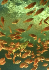 非正常性爱关系(1v3) 非正常性爱关系(1v3)